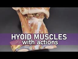 Hyoid Muscles