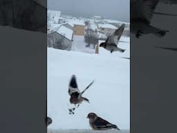 Icelandic windy challenge: Bird Feeding (slo-mo)