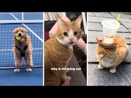 💖 10 Minutes of ADORABLE  Animals 🐻 Funny Pet Videos