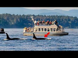 Why Orcas are Attacking Yachts