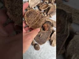 Trúng Trầm Hương