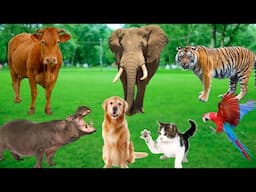 Animals in the Zoo - Monkey, Tiger, Hippo, Elephant, Parrot, Peacock, Lion