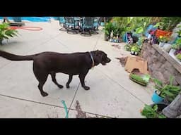 Garden Talk and Stroll