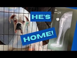 Bender Had Surgery!