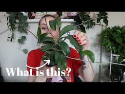 Some Weird Plants I Bought at Home Depot!