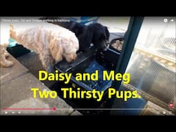 Thirsty pups, Tail and Tongue working in harmony. Dogs drinking from a garden water butt.