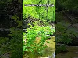 Creek on 6+ acres OWNER FINANCED land for sale in Ozarks [Only $1,500 Down!] CG32 #shorts