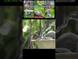 BIRDS Attracted to Our Garden Nature Sounds See 50 Bird Species Labeled Hummingbirds Water Fountain