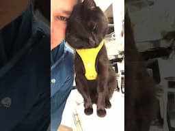 Simon forgets to brush, so I have to be his dentist too! 🦷🙀🐈‍⬛ #cat#bestfriend#catlover#adventure