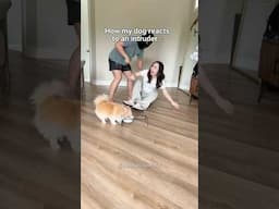 How my dog reacts to intruders…