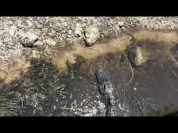 We Caught a MASSIVE Clown Knife Fish - then a Gator SMASHED IT!