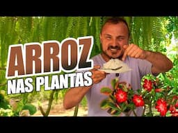 CASCA DE ARROZ como adubo | Descubra esse segredo para suas plantas!