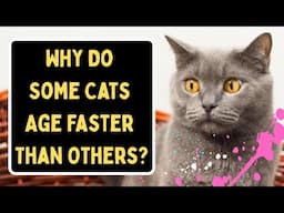 Not All Cats Age At The Same Rate! Is Your Cat Aging Well?