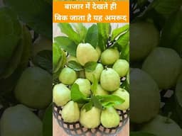 बाजार में देखते ही बिक जाता है यह अमरूद | Home Garden