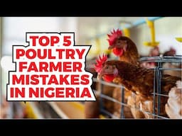 Top 5 Costly Mistakes New Poultry Farmers Make in Nigeria