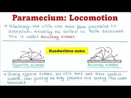 Locomotion of Paramecium