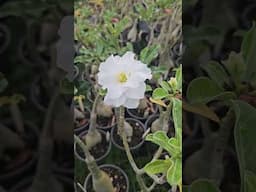 Rosa do deserto branquinha, digita eu quero que mando link #shorts