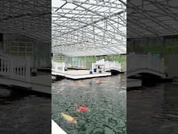 My Dream Koi Fish Pond! 🐠😲 #koi #fishkeepinghobby #fish