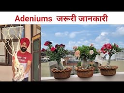 गर्मियों में पौधों की देखभाल कैसे करें / Adenium care tips during peak summer season