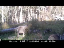 Kangaroos 1 Trail Camera By Keith H  Burgess