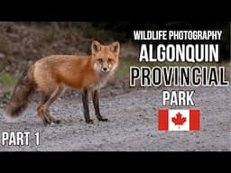 Wild Canada | Algonquin Provincial Park Trails | Wildlife Photography Moose Red Fox Birds & Mammals
