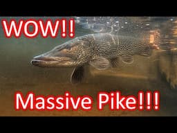 MASSIVE NORTHERN PIKE! 40+!!!