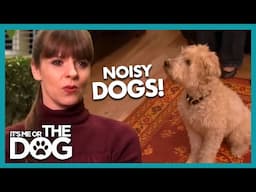 Owners Lose Their Cool! Frustration Boils Over During Dog Training! | It's Me or the Dog