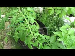 Growing Vegetable In Containers, How To Grow Vegetables In Containers