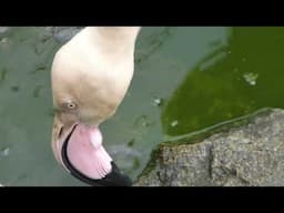 Greater flamingos foraging and bathing at the former Bristol Zoo Gardens (May 2019)