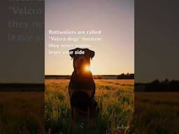 Rottweilers are the best! #shorts