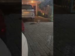 Monkeys Fight in Pushkar
