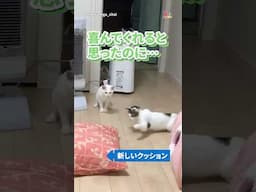 絶対に勝てない相手に… #猫