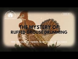 The Mystery of Grouse Drumming: From Thunder to Artificial Intelligence