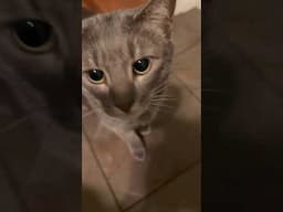 Unique meow (at the end) #meows #cutecat #cutecatshorts #viralvideo #viralshort #cat #car ￼