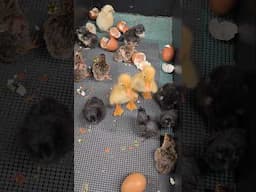 Hatching Chicks, Ducklings & Gunea Keets