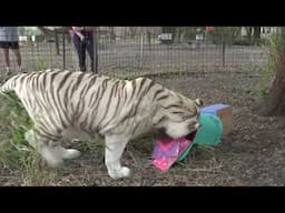 Valentine's Day~Zabu tiger~ 2019