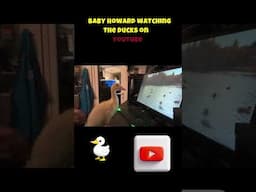 Baby Howard Discovers the JOY of Watching Ducks  #animals #ducklingspro #funnyanimals #funnyduck