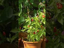Best Heat Tolerant Vegetables for Full Sun #vegetables #heattolerantplants
