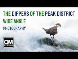 Photographing Dippers with a Wide Angle Lens - Peak District - OM System OM-1