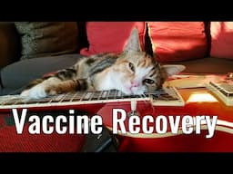 Do Indoor-Only Cats Really Need Vaccines?
