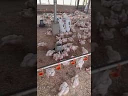the chicks have settled into the grower section