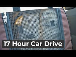 How to Travel Long Distance With a Cat in the Car – Tips That Actually Work | The Cat Butler