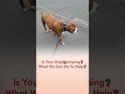 Is Your Dog 🦮 Limping❓ What We Can Do To Help❓