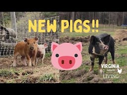 New Pigs on the Farm!