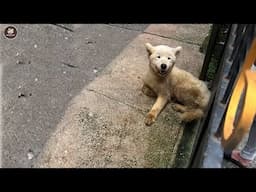 Crying silently behind the iron fence, he begged for help, as he has no time left