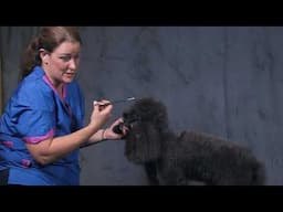 GEAF Poodle TopKnot Karen Tucker