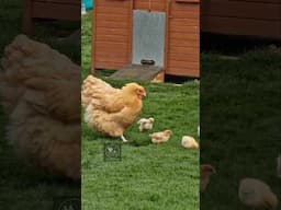 Happy Flappy Chicks #chickens #breedingchickens #happyhens #freerangechickens