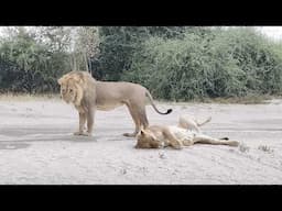 Mating lions next to our self drive vehicle, Savuti in Botswana.