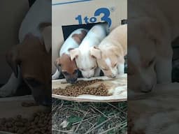 Feeding Street Dog Puppies #puppy #dog