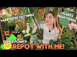✨Major repotting sesh✨ filled with fails and life updates and planty glow ups🌿